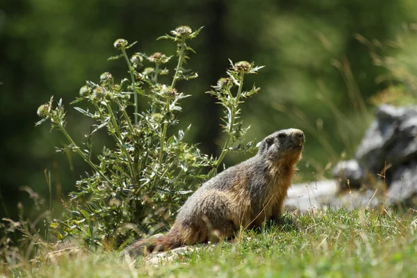 Alpin Murmeldjur Ser Upp För Hot Sommarnaturen — Stockfoto