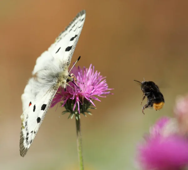 Papillon Apollon Parnassius Apollo Sur Une Fleur Avec Abeille Maçon — Photo