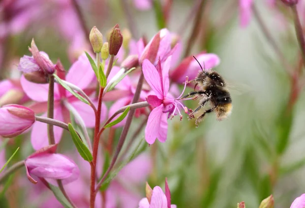 Gros Plan Une Abeille Maçon Nourrissant Nectar Fleurs Asclépiade Rose — Photo