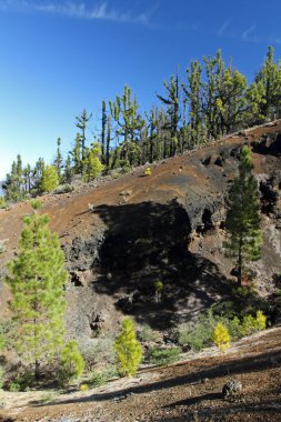 Volkanik manzara, yemyeşil çam ağaçları, renkli volkanlar ve lav kaya tarlası Ruta de los Volcanes yolu boyunca, La Palma adasında yürüyüş yolu, Kanarya Adaları, İspanya, Mavi gökyüzü arka planı