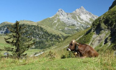 Dağlardaki çayırlarda uzanan rahat inek.