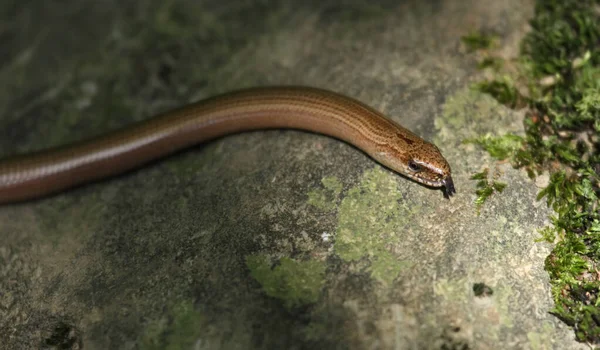 Closeup Slowworm Also Known Blindworm Anguis Fragilis Legless Lizard — Stock Photo, Image