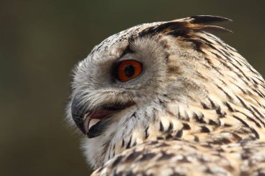 Bubo Bubo baykuş portresi pürüzsüz arkaplanlı