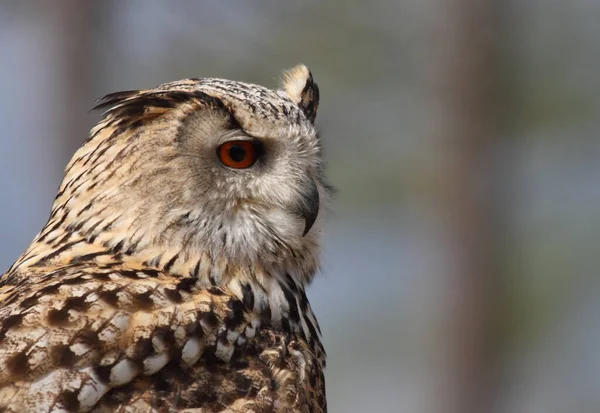 Bubo Bubo Owl Portrait Nature Smooth Background — Fotografia de Stock