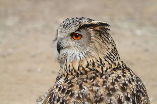 Bubo Bubo Owl Portrait Nature Smooth Background — Fotografia de Stock