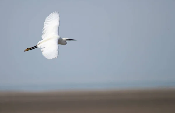 Flying Little Egret Egretta Garzetta Open Wings — Fotografia de Stock