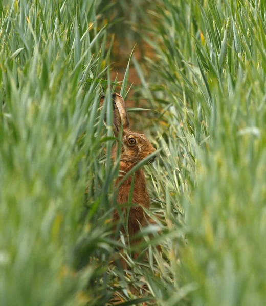 Avrupa Tavşanı Lepus Europaeus Bir Tahıl Tarlasında Saklanıyor — Stok fotoğraf