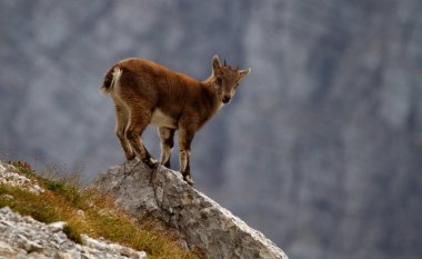 Ibex - Capra dağ keçisi - Slovenya 'daki Triglav Ulusal Parkı' nda bebek