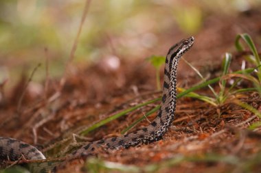 Güzel erkek avrupalı engerek başını kaldırıyor ormanda - Vipera berus