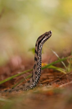 Güzel erkek avrupalı engerek başını kaldırıyor ormanda - Vipera berus