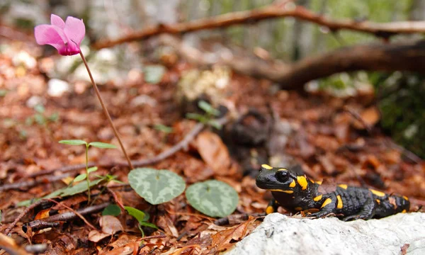 Salamandra Ognista Salamandra Salamandra Jest Prawdopodobnie Najbardziej Znanym Gatunkiem Salamandry — Zdjęcie stockowe