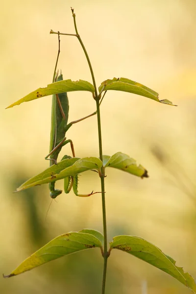 Praying Mantis Hanging Head Flower — Stockfoto