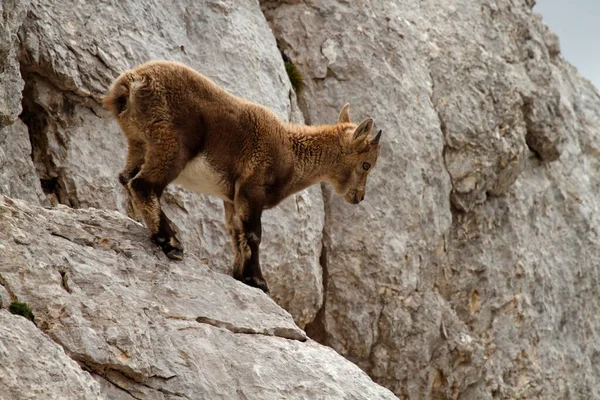 Ibex Capra Ibex 斯洛文尼亚Triglav国家公园山区的婴儿 — 图库照片