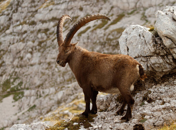 King of the mountains - Alpine Ibex - Capra Ibex. Julian Alps, Triglav National Park, Slovenia, Europe.