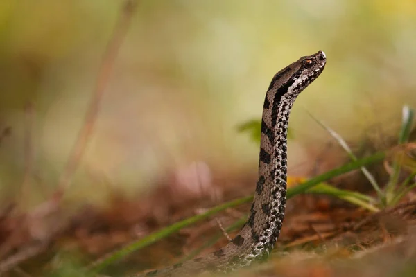 Beautiful Male Common European Adder Lifting Her Head Forest Vipera — Stock Photo, Image