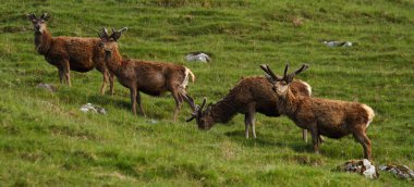 Yazın İskoçya, İngiltere 'de kadife boynuzlu kızıl geyik geyiğine yakın durun.
