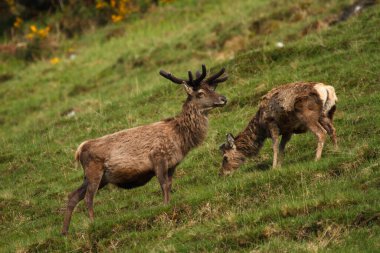 Yazın İskoçya, İngiltere 'de kadife boynuzlu kızıl geyik geyiğine yakın durun.