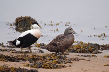 A pair of common eider, somateria mollissima, cuddy's duck, Scotland, UK