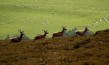 Yazın İskoçya, İngiltere 'de kadife boynuzlu kızıl geyik geyiğine yakın durun.