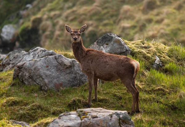 Meraklı kızıl geyik dağlardaki kameraya bakıyor - Cervus Elaphus