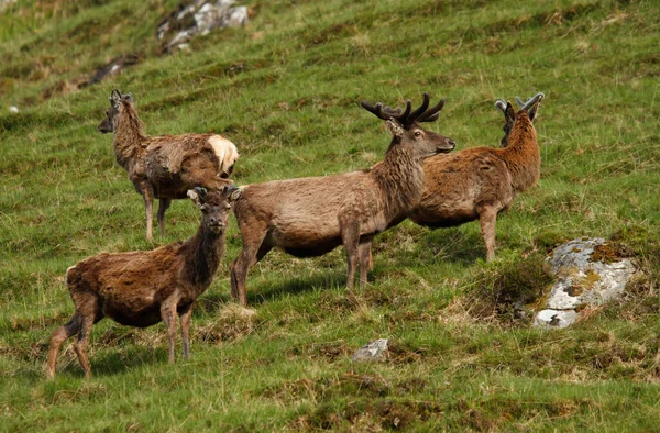 Yazın İskoçya, İngiltere 'de kadife boynuzlu kızıl geyik geyiğine yakın durun.
