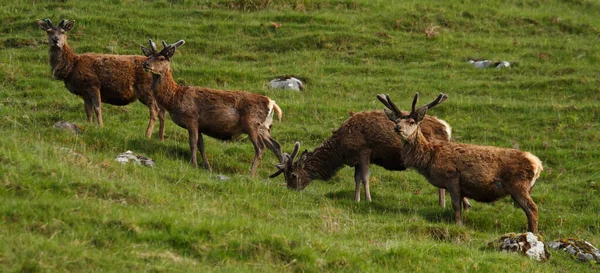 Yazın İskoçya, İngiltere 'de kadife boynuzlu kızıl geyik geyiğine yakın durun.