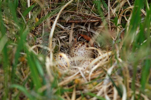 Nest Three Eggs Ground Breeding Bird Scottish Highlands — Zdjęcie stockowe