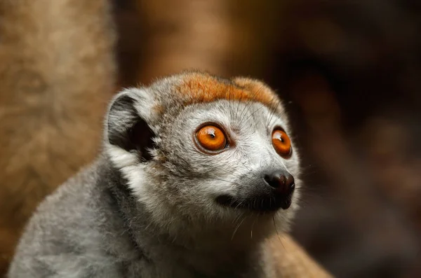 Portrait Crown Lemur Brown Background — Fotografia de Stock