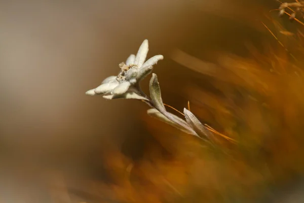 Gros Plan Une Fleur Edelweiss Leontopodium Nivale Dans Parc National — Photo