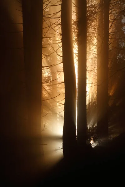 Złoty Las Wschodzie Słońca Mgłą Ciepłym Światłem — Zdjęcie stockowe