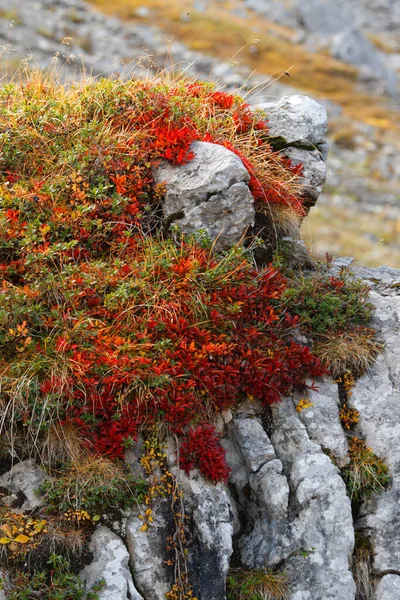 Piękne Jesienne Kolory Czerwonymi Liśćmi Niebieskich Jagód Widok Alpy Mgłą — Zdjęcie stockowe