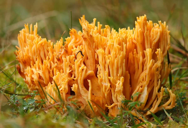 Cogumelo Ramaria Aurea Fungos Corais Amarelos Vista Perto — Fotografia de Stock