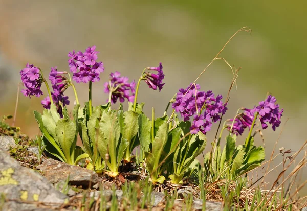 Primula Latifolia Alpejska Pierwiosnka Alpach Szwajcarskich — Zdjęcie stockowe