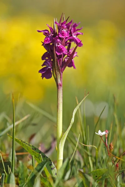 Portrait Orchidée Des Marais Occidentaux Dactylorhiza Majalis Dans Les Alpes — Photo