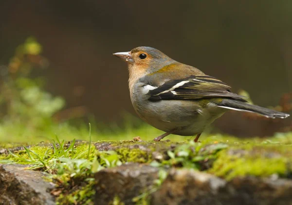 Close up of male of Madeiran chaffinch - Fringilla coelebs maderensis - sitting on the ground with colourful background on Madeira island — Stock Photo, Image