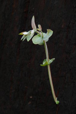 Portekiz 'deki Madeira Adası' nda yanan ağaç gövdesinde parlak yeşil yeni yapraklar.