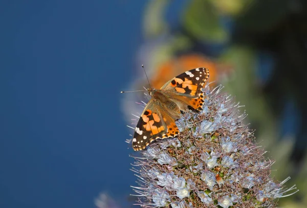 Aile supérieure du papillon Dame Peinte, se nourrissant d'une fierté florissante de fleur de Madère — Photo