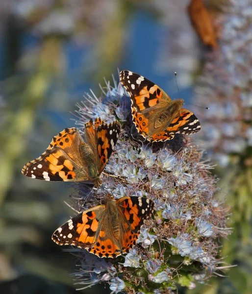 Aile supérieure du papillon Dame Peinte, se nourrissant d'une fierté florissante de fleur de Madère — Photo