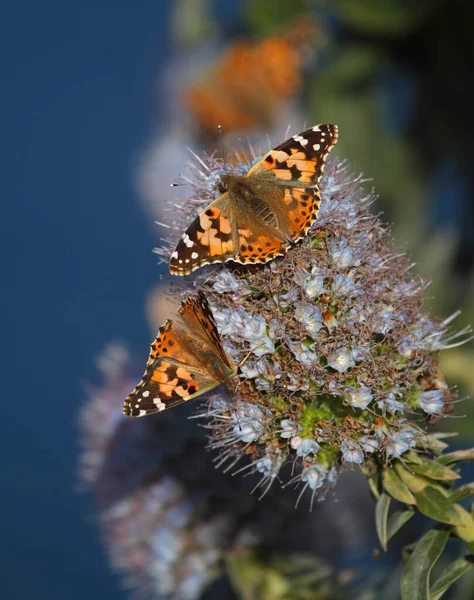 Aile supérieure du papillon Dame Peinte, se nourrissant d'une fierté florissante de fleur de Madère — Photo