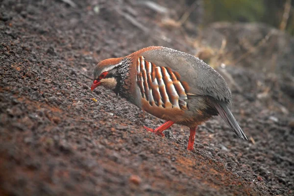 Red Legged Partridge Alectoris Rufa Madeira Island Portugal — Stock Photo, Image