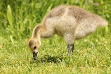 Kanada Goose Gosling 'i çimlerin üzerinde dikilirken yaklaş