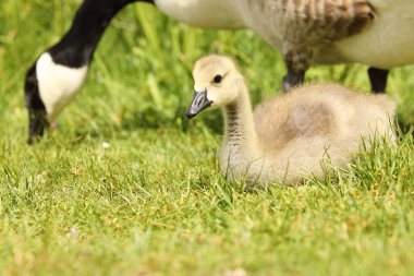 Şirin Kanadalı ödlek bebek anne yakınlarındaki çimlerde dinleniyor.