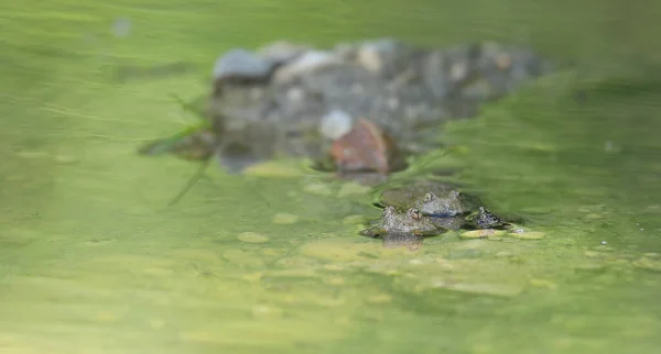 Sapo Barriga Amarela Bombina Variegata Seu Habitat Perto Munique Alemanha — Fotografia de Stock