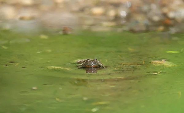 Yellow Bellied Toad Bombina Variegata Its Habitat Munich Germany — Stock Photo, Image