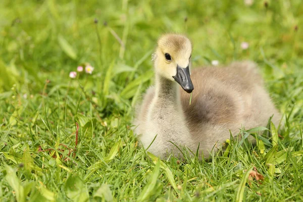 Canada Goose Gosling Branta Canadensis Покоится Траве Ногами Спрятанными Телом — стоковое фото