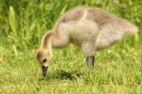Closeup Canada Goose Gosling Standing Grass — Stock Photo, Image