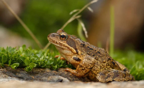 在自然栖息地的森林地面上 普通青蛙的侧视图 Rana Temporaria 近距离拍摄 — 图库照片