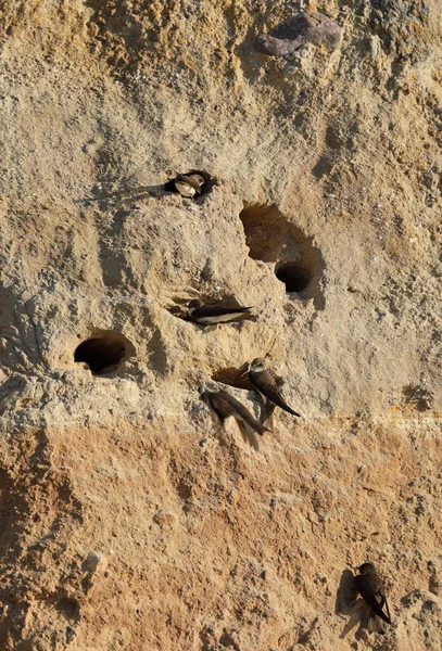 The sand martin - Riparia riparia - or European sand martin, bank swallow in the Americas, and collared sand martin in the Indian Subcontinent, is a migratory passerine bird