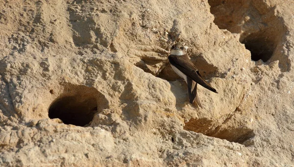 The sand martin - Riparia riparia - or European sand martin, bank swallow in the Americas, and collared sand martin in the Indian Subcontinent, is a migratory passerine bird
