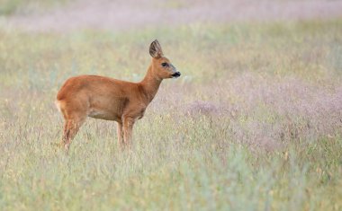Roe geyiği, capreolus capreolus, Ameadow 'a yan bakan geyik yavrusu